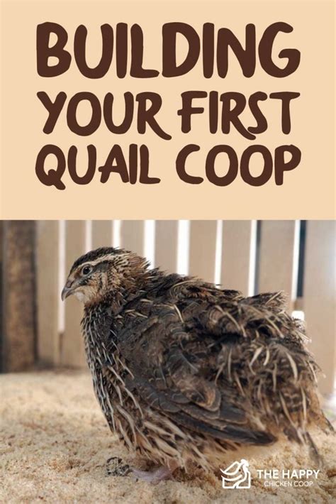 What to Consider When Building Your First Quail Coop